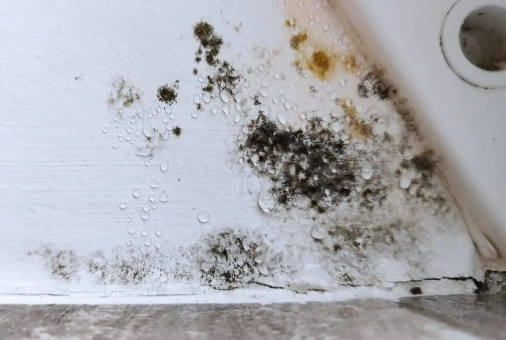 black mold growing on ceiling