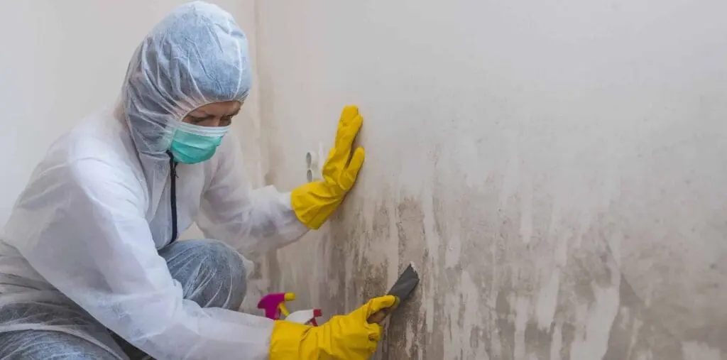 mold hygienist removing mold from a wall