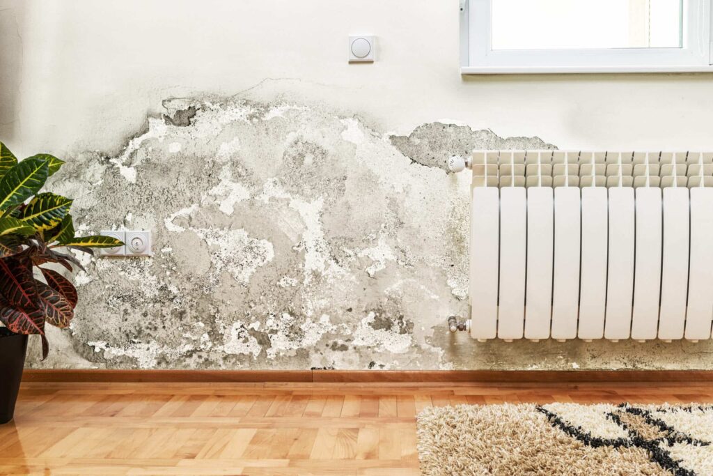 mold removal