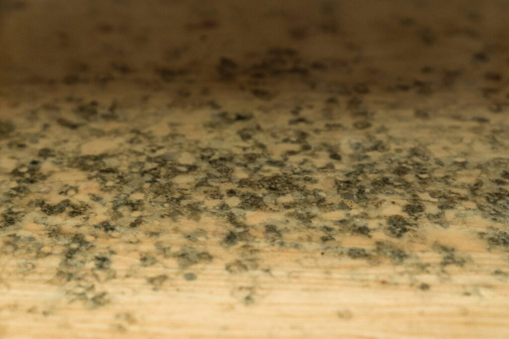 mold
