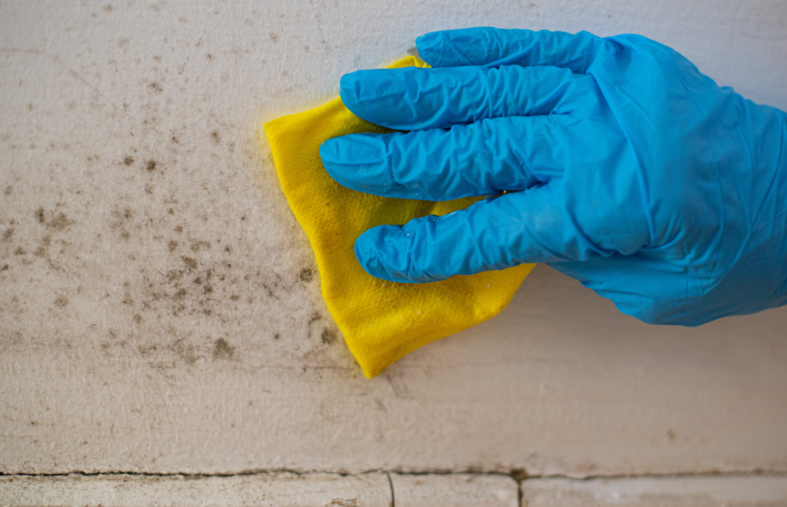 A Professional Hand holding a sponge, used in Mold Remediation.