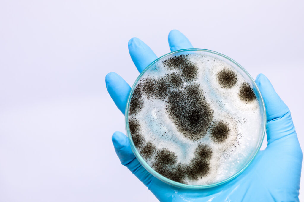 Mold FAQ spores water damage remediation