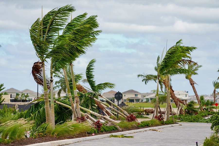 palm trees knocked over by tornado