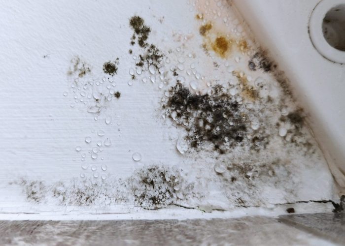 Black Mold