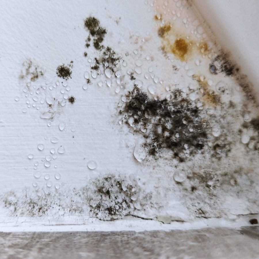 Black-Mold-Growing-on-Ceiling-scaled
