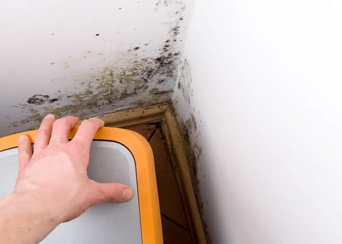 mold growth in corner of wall
